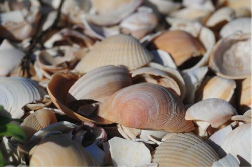 贝壳属于什么垃圾？贝壳类海鲜的壳昰什么垃圾？