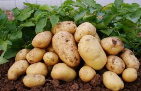 马铃薯属于什么垃圾_土豆是干垃圾还是湿垃圾