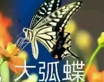 抖音大弧蝶是什么梗