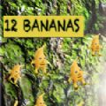 12根香蕉汉化中文版
