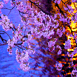 3D Kyoto Evening Sakura Free